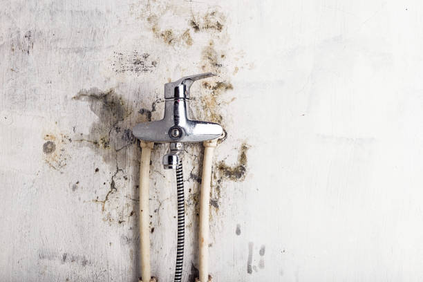 Best Professional Mold Removal  in Sandia Knolls, NM