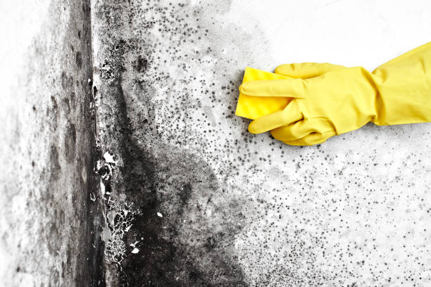 Best Toxic Mold Removal  in Sandia Knolls, NM