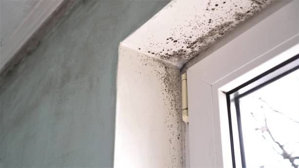 Reliable Sandia Knolls, NM Mold Removal Solutions