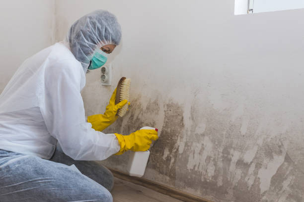 Mold Removal Process in Sandia Knolls, NM