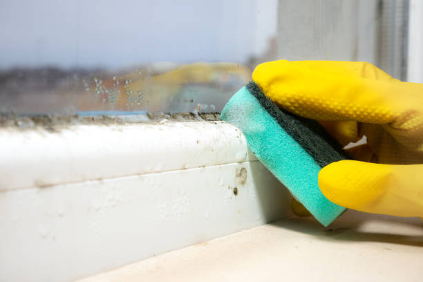 Best Commercial Mold Removal  in Sandia Knolls, NM