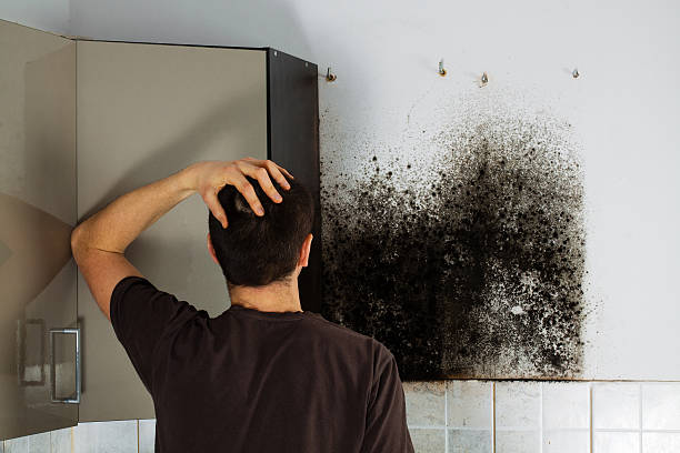 Best Mold Damage Repair  in Sandia Knolls, NM