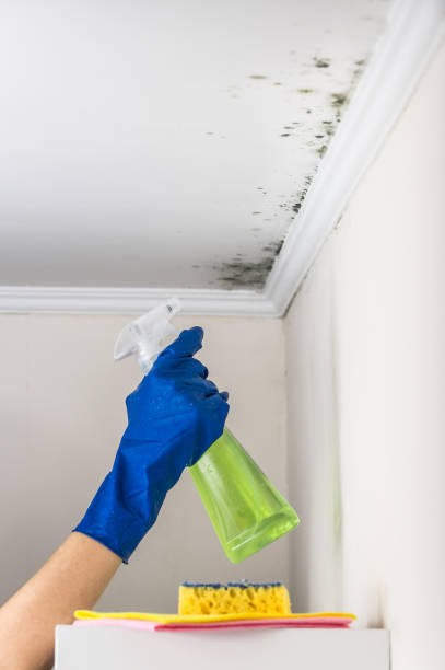 Best Certified Mold Removal  in Sandia Knolls, NM